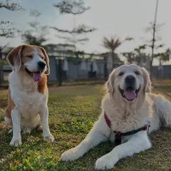 These two friends are sharing a laugh. Our camp is the best place for dogs to socialize and make new pals.