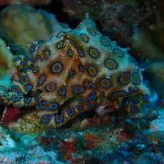 Another shot of the stunning Blue-Ringed Octopus. Its bright blue rings flash as a warning when it feels threatened. Nature's beauty and danger, all in one.