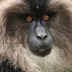 This is one of our most endangered primates, the Lion-tailed Macaque. The thick, silvery mane framing its face, sparkling with raindrops, gives it a uniquely "genius" look. Staring into those eyes, I feel a deep connection to the stories held within the ancient evergreen forests of the Western Ghats.