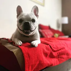 This is the happy face of a dog on a 'dogcation'. Fleur, a regular guest, knows she can make herself right at home on any bed she chooses. My goal is always to provide a stress-free, kennel-free experience.