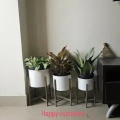 A set of three indoor plants (Pothos, Aglaonema, and Snake Plant) in modern white planters with stands, delivered to a happy customer.