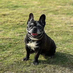Meet Baba, a handsome 9-year-old French Bulldog. Senior dogs also have a wonderful time at our resort, enjoying the fresh air and relaxed environment.