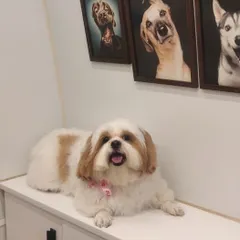 This happy Shih Tzu is relaxing in our clean and modern grooming space. The fun wall art and comfortable grooming table help pets feel at ease during their session.