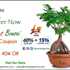 The Ficus Bonsai is a living work of art and a very popular gift. It symbolizes wisdom and tranquility. We often have special offers on our bonsai collection at the store.