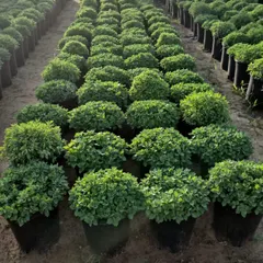 Close-up of our lush, green Chrysanthemum plants, perfectly rounded and ready to burst into bloom for the winter season.