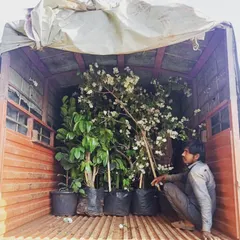 Dispatching a truckload of large plants makes our clients happy, and us too. We offer wholesale rates for bulk purchases.