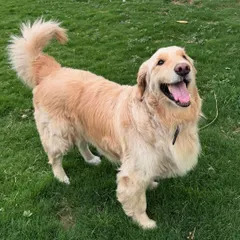 A happy dog is a beautiful sight. This Golden Retriever is absolutely radiant while playing in our grassy yard.
