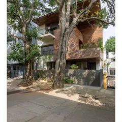 The glorious trees that give this project its name and its soul. The architecture was designed to honor and frame them.