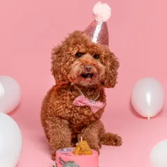 It's party time! This little toy poodle is all set for a birthday celebration, complete with a party hat and a custom cake. I specialize in making your pet's big day un-fur-gettable.