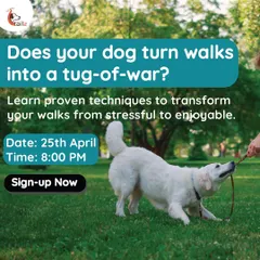 A promotional image for my leash pulling workshop. Many owners struggle with their dog turning walks into a tug-of-war, and my online sessions provide proven methods to transform this stressful experience.