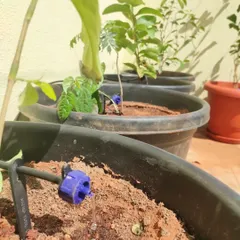 A close-up view of a blue drip emitter at work. This small component is the key to the whole system, slowly releasing water into the soil to keep it perfectly moist for plants in pots and containers.