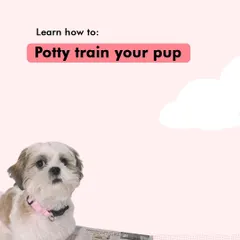 Struggling with potty training? I provide a clear, simple-to-follow system that helps you and your puppy get on the same page, leading to fewer accidents in the house.