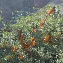 On a trip to Leh Ladakh, I came across these amazing Seabuckthorn berries. I use the oil from these berries in my Eternity Body Butter and Rejuvenating Oil Serum for its incredible anti-aging and moisturizing properties.