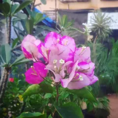 A beautiful bi-color Bougainvillea flower. The delicate mix of pink and white is just stunning.