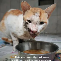 A positive sign. After days of refusing food, she is finally showing interest in eating. This is a major milestone in the recovery of an animal with severe facial trauma.