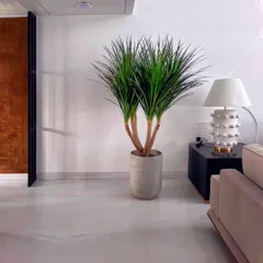 This is minimalism understood perfectly. A multi-headed Draco plant stands with quiet confidence, its sharp leaves creating a beautiful contrast against the clean white walls. It’s proof that a single, well-chosen plant can complete a room.