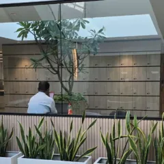 We use plants to define spaces and improve the work environment. Here, low-maintenance snake plants in sleek white planters create a natural border, while a larger tree adds a focal point inside a glass-walled office.
