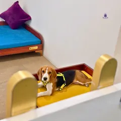 Every pet deserves their own comfortable bed. Here, a Beagle relaxes in one of our cozy, ground-level beds, showcasing the home-like comfort we provide.