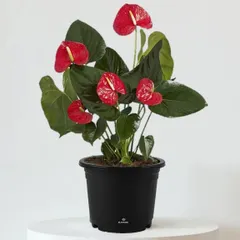 The Anthurium plant, with its glossy red, heart-shaped flowers, adds a vibrant and long-lasting splash of color to any indoor space.