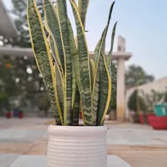 This is a classic ceramic pot that I use for my snake plants. It's heavy, looks good, and is perfect for indoor plants that don't need a very large container.
