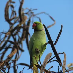 A rose-ringed parakeet, with its distinctive green plumage, looks out from a tree. Spotting these colorful birds is a common and delightful experience during a walk through our retreat.