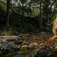 A tiger pauses by a tree along a known animal trail. This is a classic camera trap setup, placed to capture the natural movement of wildlife. Over several days, this single location can reveal multiple tigers, leopards, and other species.