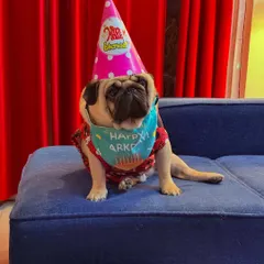 Max the Pug is looking very festive in his party hat and "Happy Barkday" bandana. He's ready to party!