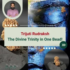 This is the Trijuti Rudraksha, a rare and powerful bead where three Rudrakshas are naturally joined. It represents the divine trinity of Brahma, Vishnu, and Shiva. I recommend such specific remedies only after a deep analysis of your energy map to enhance leadership, intuition, and focus.