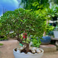 Another angle of a Ficus Retusa bonsai, showcasing its curved trunk and full canopy. Each bonsai I shape is a unique piece, perfect for a desk or tabletop.