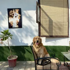 Boss Rio, sitting like a king. He reminds me that every dog has a noble spirit.