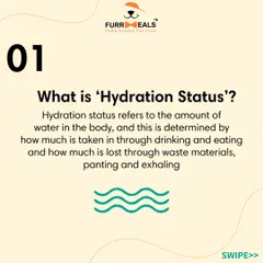 Is my dog dehydrated? This series explains what 'hydration status' means, how to check for it using the skin and gum tests, and why drinking more water isn't always a sign of good hydration.