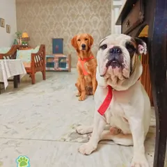 Meet two of my wonderful guests, an English Bulldog and a Golden Retriever, relaxing indoors. I welcome dogs of all sizes and temperaments, and it's amazing to see them become such good friends during their stay.