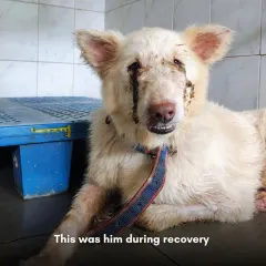 During his recovery, you can see the wounds beginning to heal. Our team provided continuous care, cleaning the wounds and ensuring he was free from pain as his body started to mend.