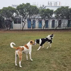 A friendly greeting between two dogs on the lawn. This is how friendships start at Pet Lovers Hut.
