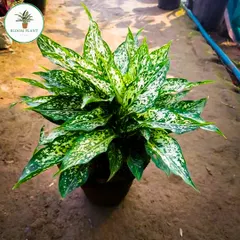 The Aglaonema "Snow White" variety features beautiful green leaves with white speckles. It's a lush, leafy plant that helps purify the air and adds a touch of elegance to your home or office decor.