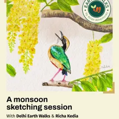 An illustration of a Golden-fronted Leafbird by artist Richa Kedia. This poster for our sketching workshop shows how art can be a powerful tool for celebrating and documenting birdlife.