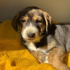 Soaking up some morning sun. This pup has a beautiful multi-colored coat and a calm demeanor. He is currently being fostered in Delhi and is available for adoption.