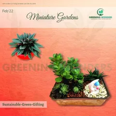 A beautiful miniature garden arrangement featuring a Jade plant and succulents, paired with a gnome figurine. An example of our sustainable green gifting.