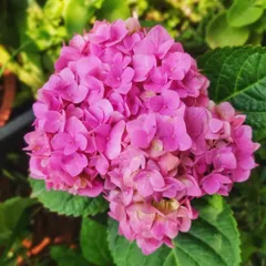 The color of a hydrangea can change with the soil's acidity. This lovely pink one adds a soft, romantic feel to the garden corner where it grows.