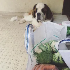 My head of quality control, Bullet, carefully inspecting the fresh vegetable delivery. He makes sure only the best produce makes it into our DoggyBox meals.