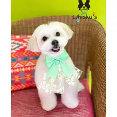 Another shot of the handsome Leo. A well-executed Maltese cut keeps the hair around the eyes and mouth clean and tidy, which is essential for their health and comfort.