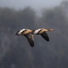 A pair of Greylag geese flying in perfect sync, like a dual engine aircraft. I captured this against a misty background, which emphasizes their synchronized movement and partnership. This is a great example of avian teamwork.