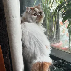I make sure my feline guests have plenty of enrichment. Pikachu is enjoying his private room with a great window view, perfect for a day of people-watching and catnaps in the sun.