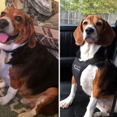 The Pawtbelly glow-up is real. Switching from processed kibble to our fresh, natural meals can lead to incredible transformations like healthy weight management and renewed energy. This before-and-after says it all.