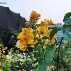When the heat comes in, so do the Bougainvillea. This lovely yellow variety is a cheerful and low-maintenance plant for any sunny spot.
