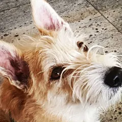 The soulful eyes of a scruffy senior terrier mix. I provide a safe and loving space for dogs of all backgrounds and ages to feel cherished.