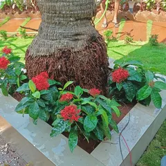 Bright red Ixora flowers provide a vibrant splash of color in this custom-built planter, contrasting beautifully with the green lawn.