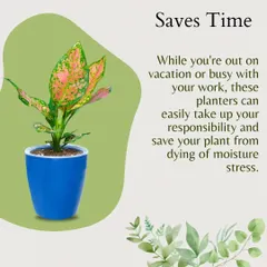 Self-watering planters save you time. Whether you're on vacation or just busy with work, these pots take up the responsibility of watering, saving your plant from dying of moisture stress.