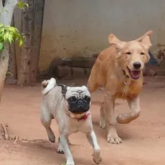 An action shot of a pug and a golden retriever puppy enjoying a game of chase. We love seeing friendships form between dogs of all shapes and sizes.