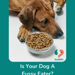 If you're looking at a bowl of untouched food every day, this section is for you. This image introduces our collection of tips for dealing with a fussy dog.